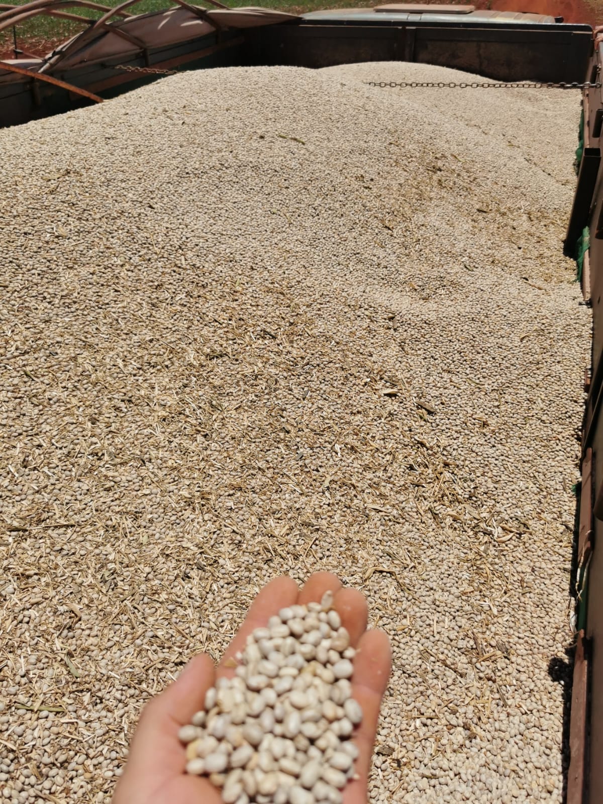 Carreta carregada de feijão colhido na Mileo Agro